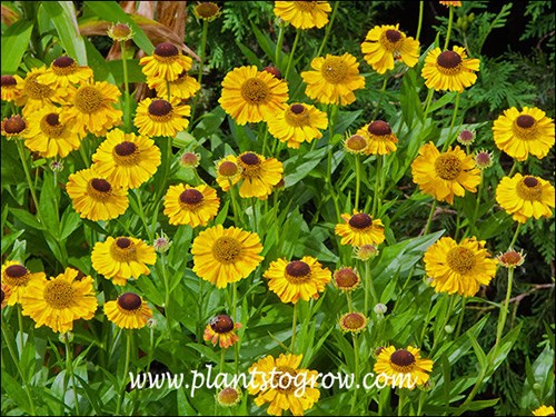The copper coloring is just starting to come through on the plants petals (ray flowers)